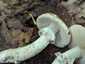 Fésűsperemű galóca (Amanita eliae), Mátra